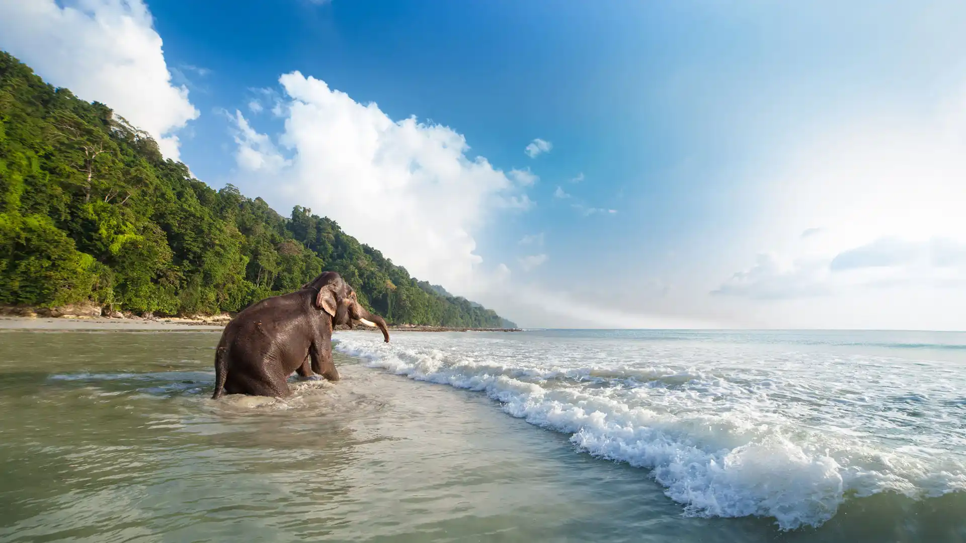Elephant Beach Tour Hire