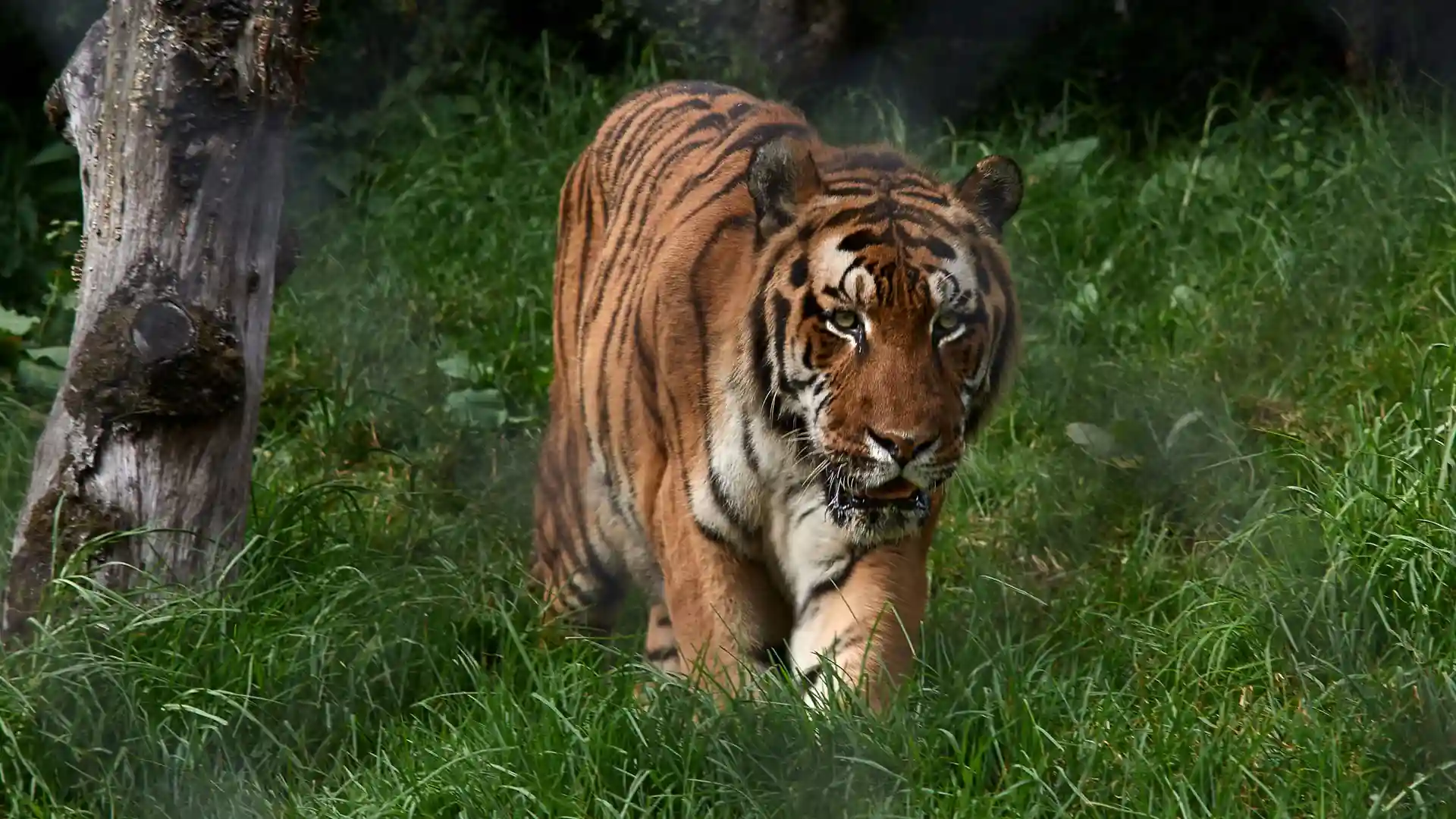 GB Pant Zoo Tour Hire