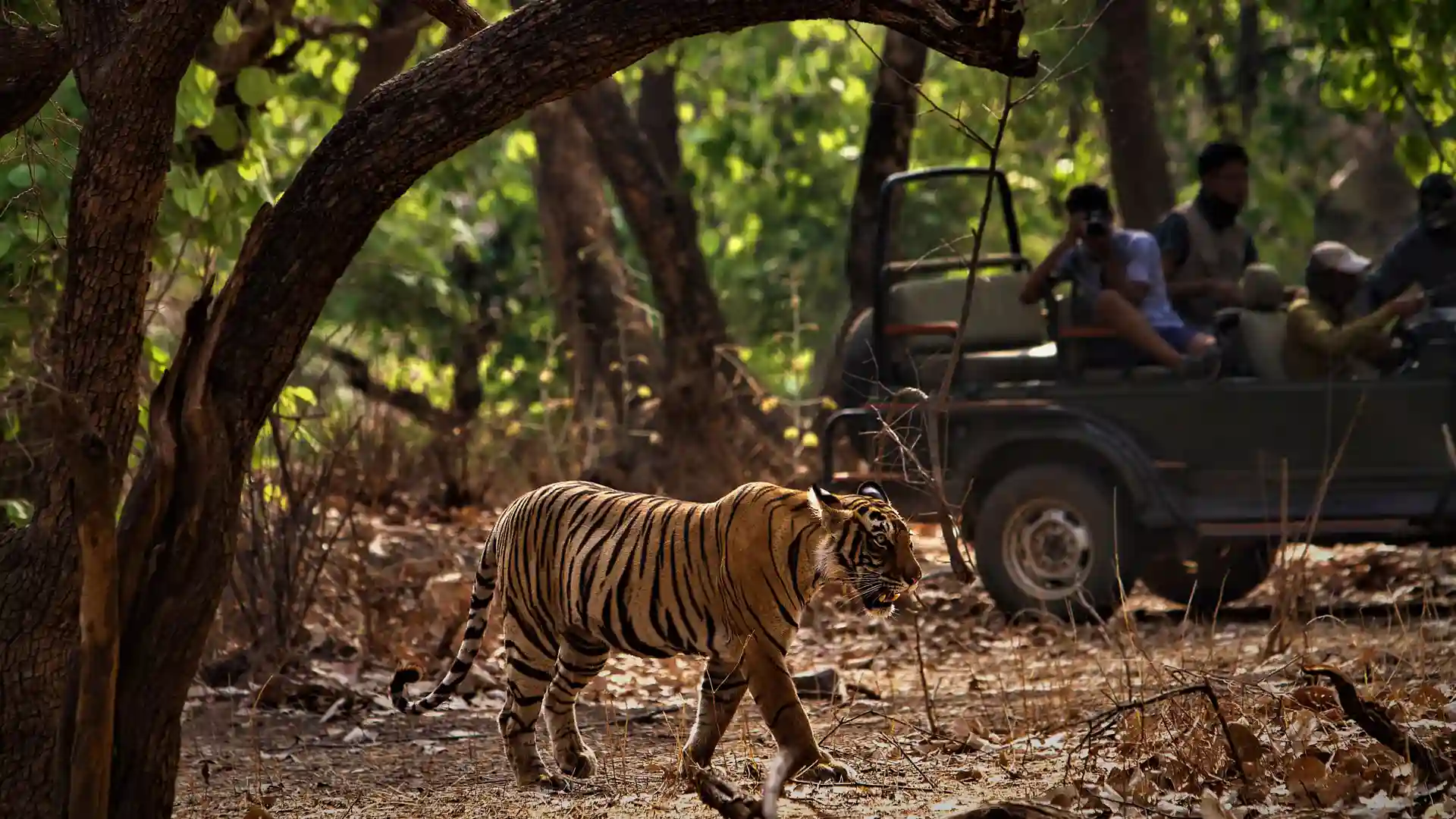Jim Corbett Tour Hire