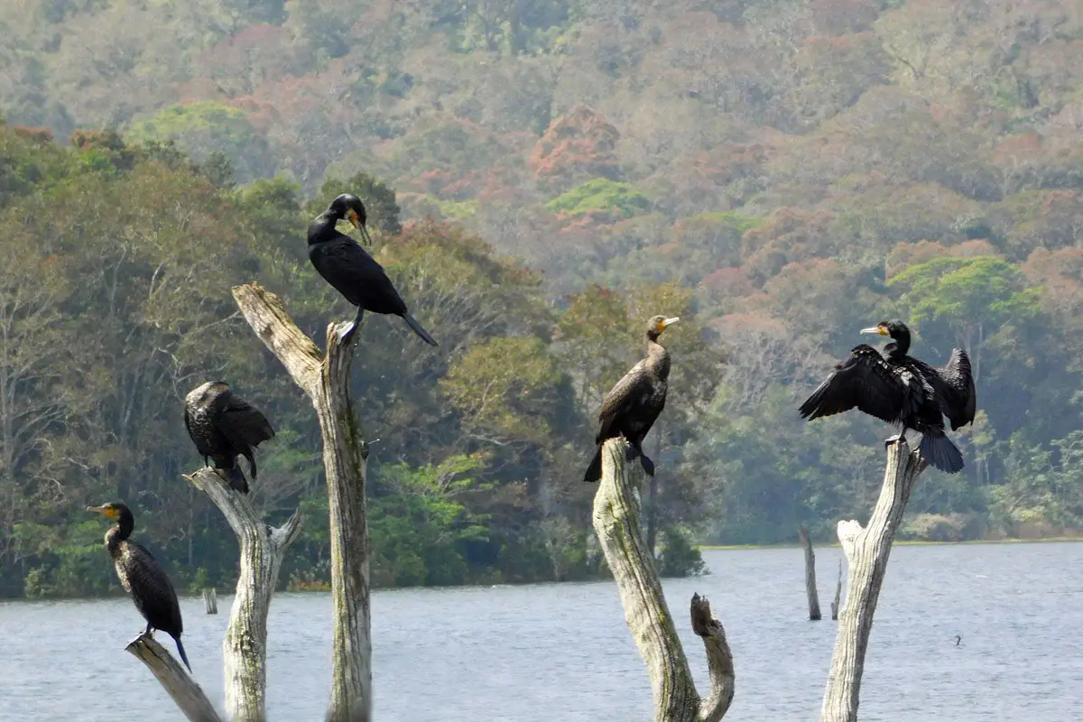 Periyar National Park Tour