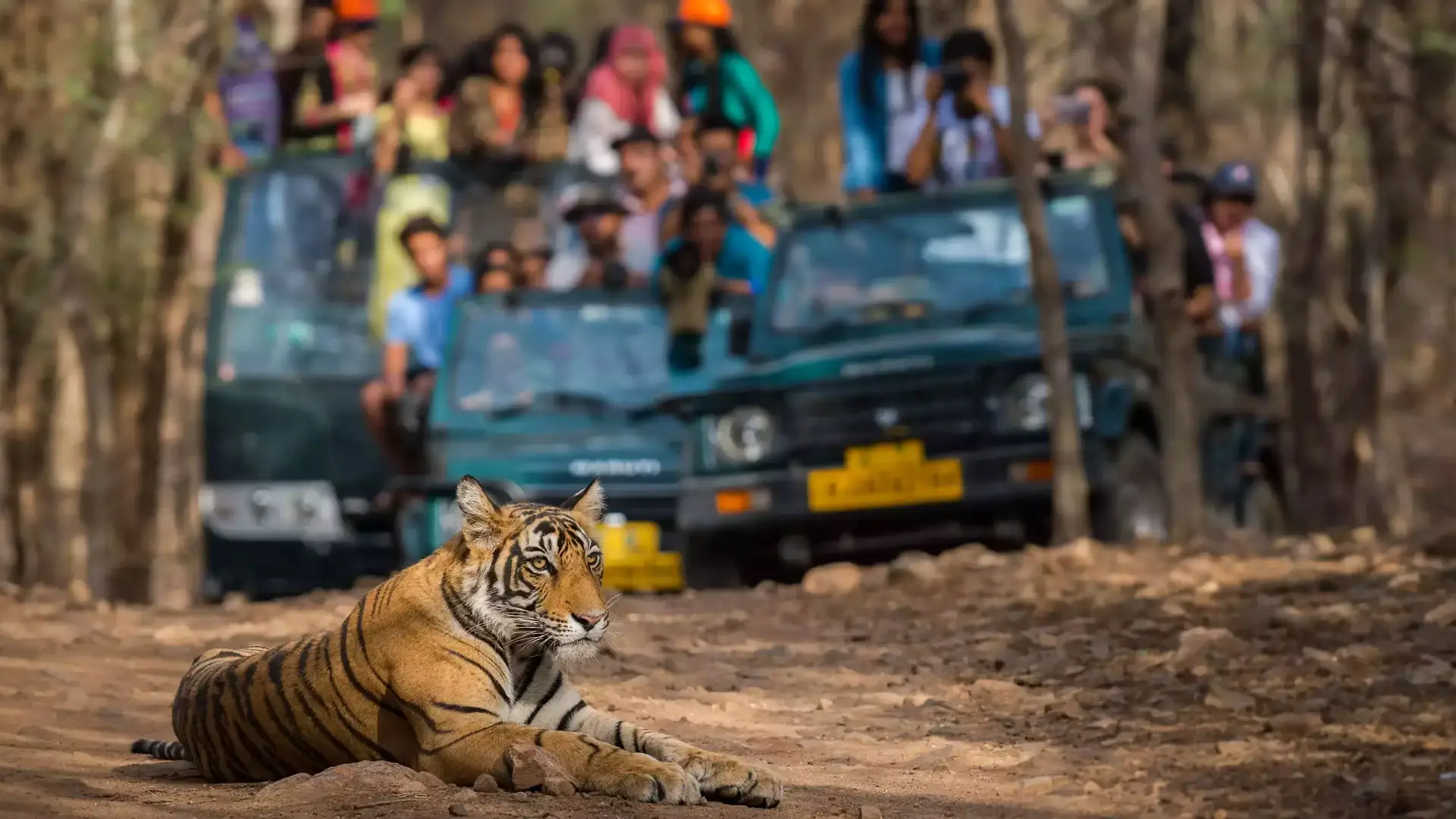Ranthambhore National Park Tour