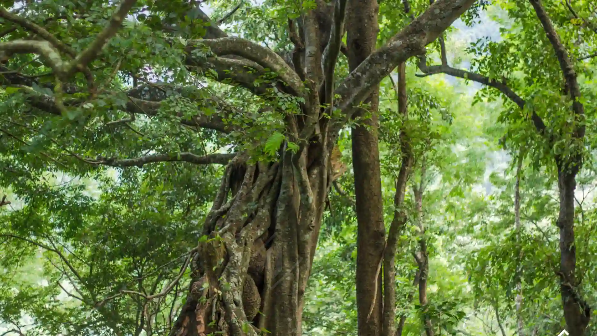 Silent Valley Tour Hire
