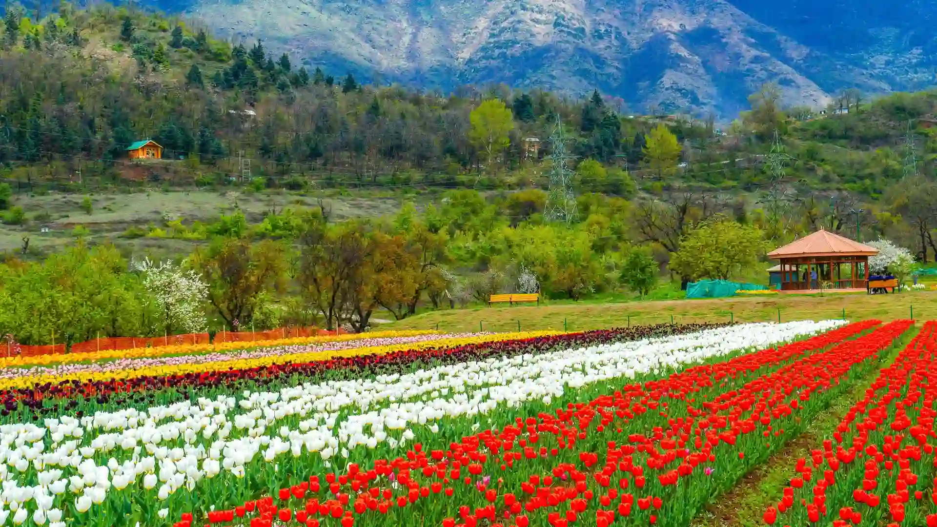 Tulip Garden Tour Hire