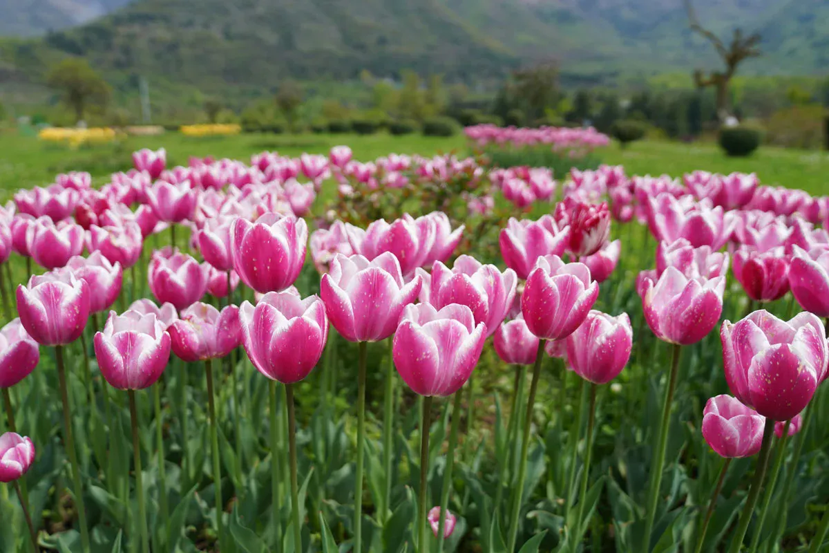 Tulip Garden Tour